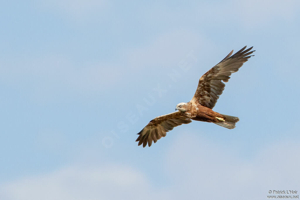 Western Marsh Harrier female