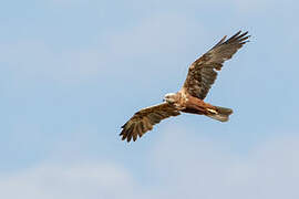 Western Marsh Harrier