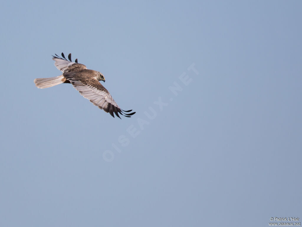 Western Marsh Harrier male adult