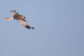 Western Marsh Harrier