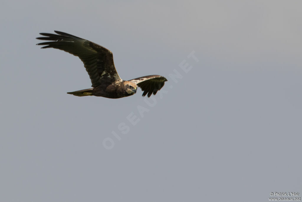 Western Marsh Harrierjuvenile