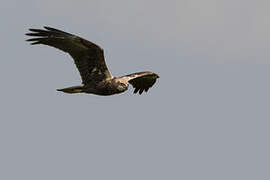 Western Marsh Harrier