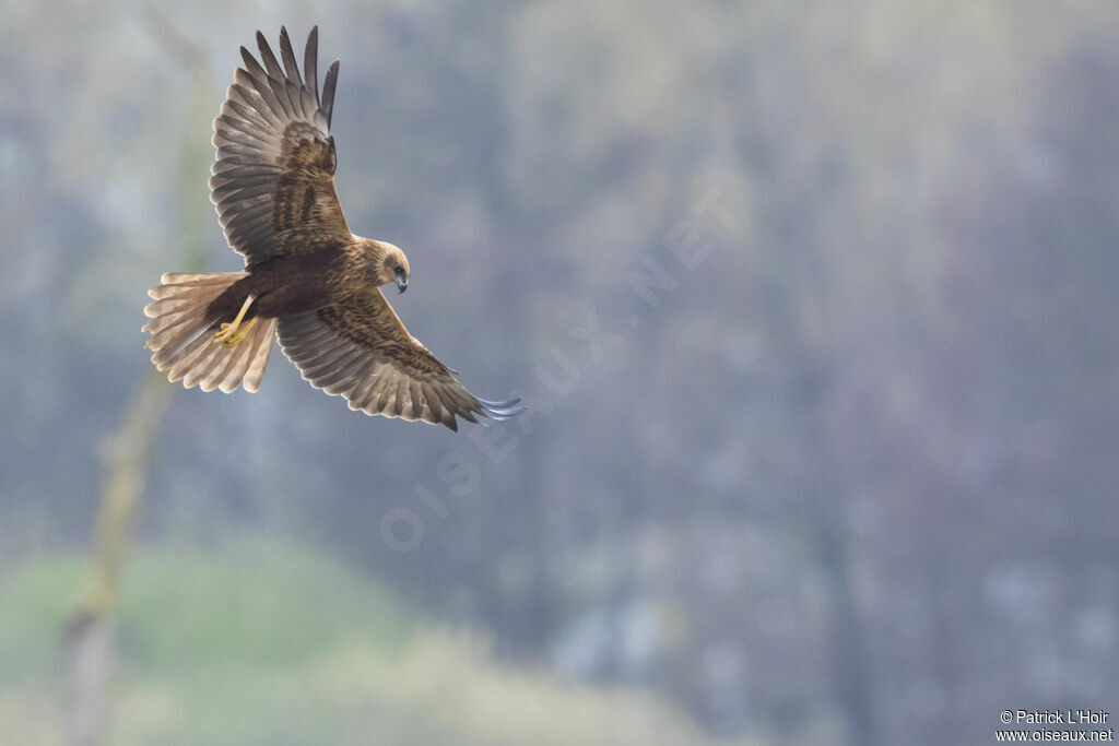 Western Marsh Harrier