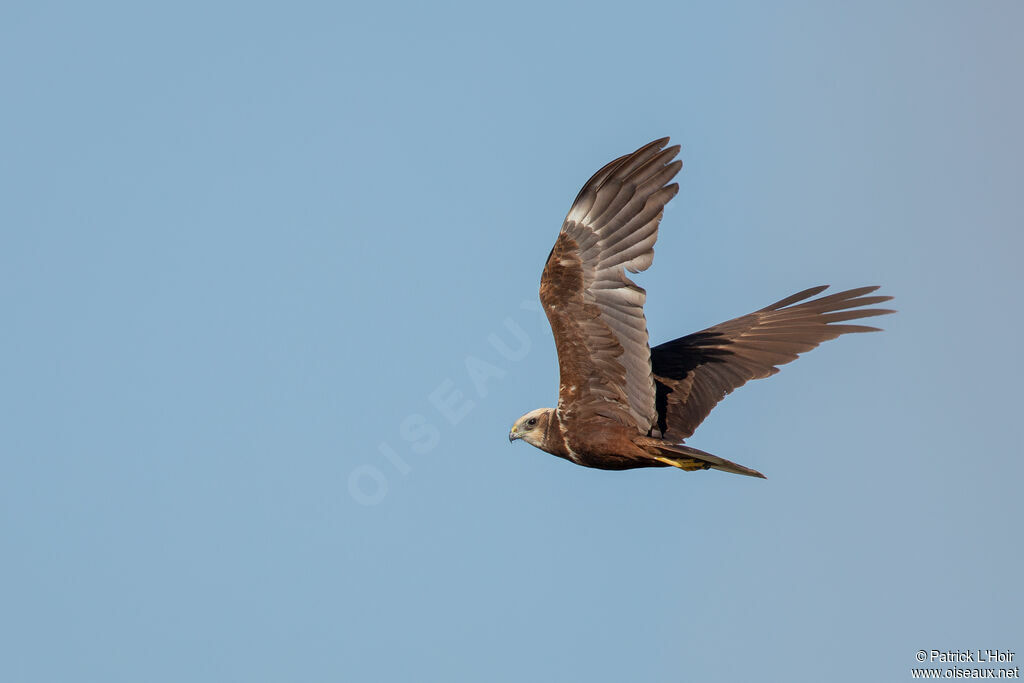 Western Marsh Harrierjuvenile