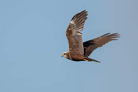 Western Marsh Harrier