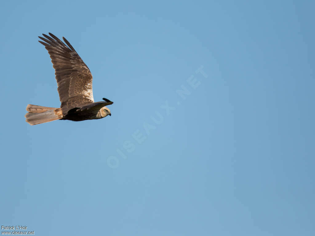 Western Marsh Harrier male Second year, pigmentation, Flight