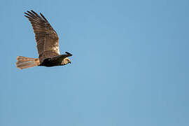 Western Marsh Harrier