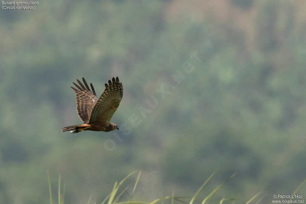 African Marsh Harrier male adult