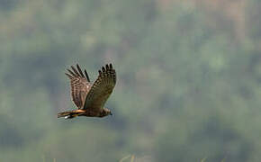 African Marsh Harrier