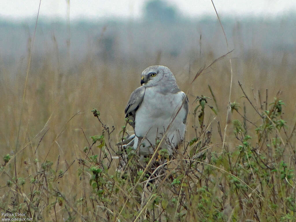 Busard pâle mâle subadulte, portrait