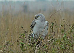 Pallid Harrier