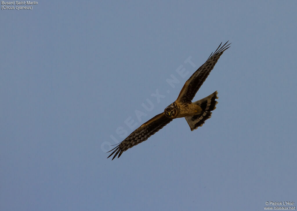 Hen Harrier