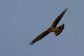 Hen Harrier