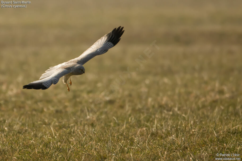 Hen Harrier male adult post breeding