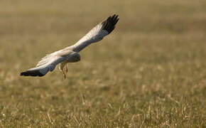 Hen Harrier