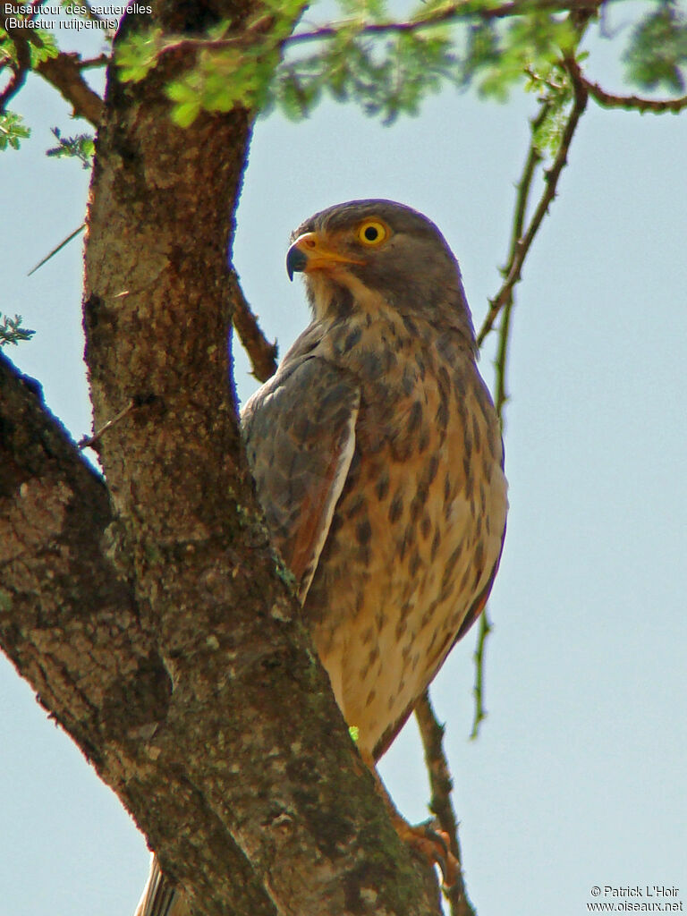 Grasshopper Buzzard