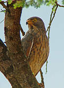 Grasshopper Buzzard