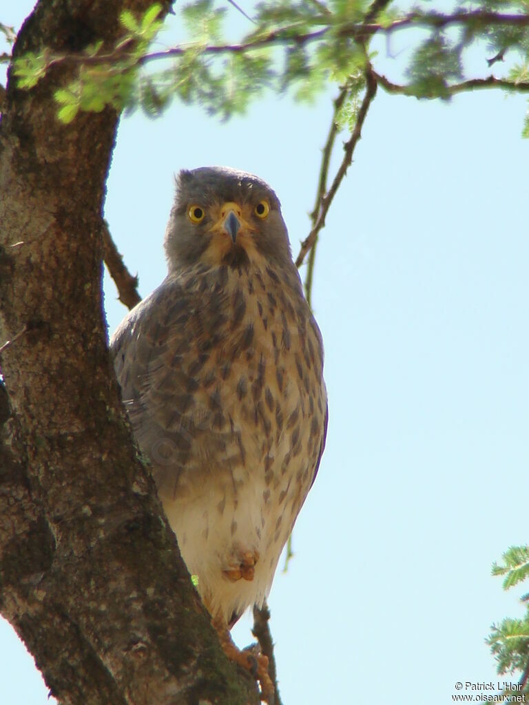 Grasshopper Buzzard