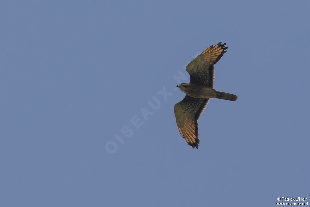 Grasshopper Buzzard