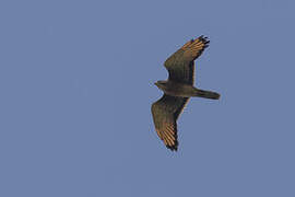 Grasshopper Buzzard