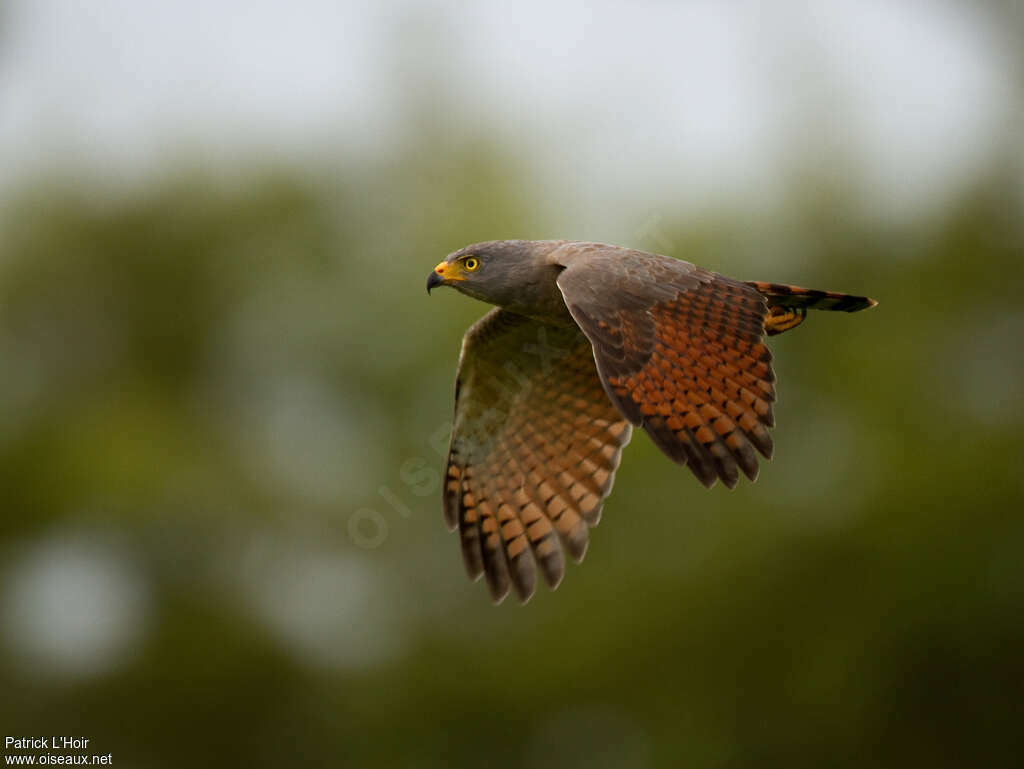 Roadside Hawkadult, Flight