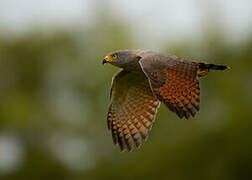 Roadside Hawk