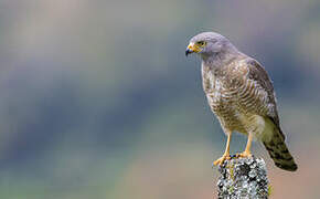 Roadside Hawk