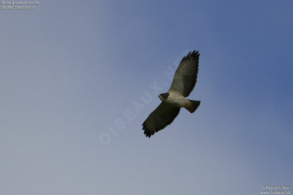 Short-tailed Hawk