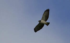 Short-tailed Hawk