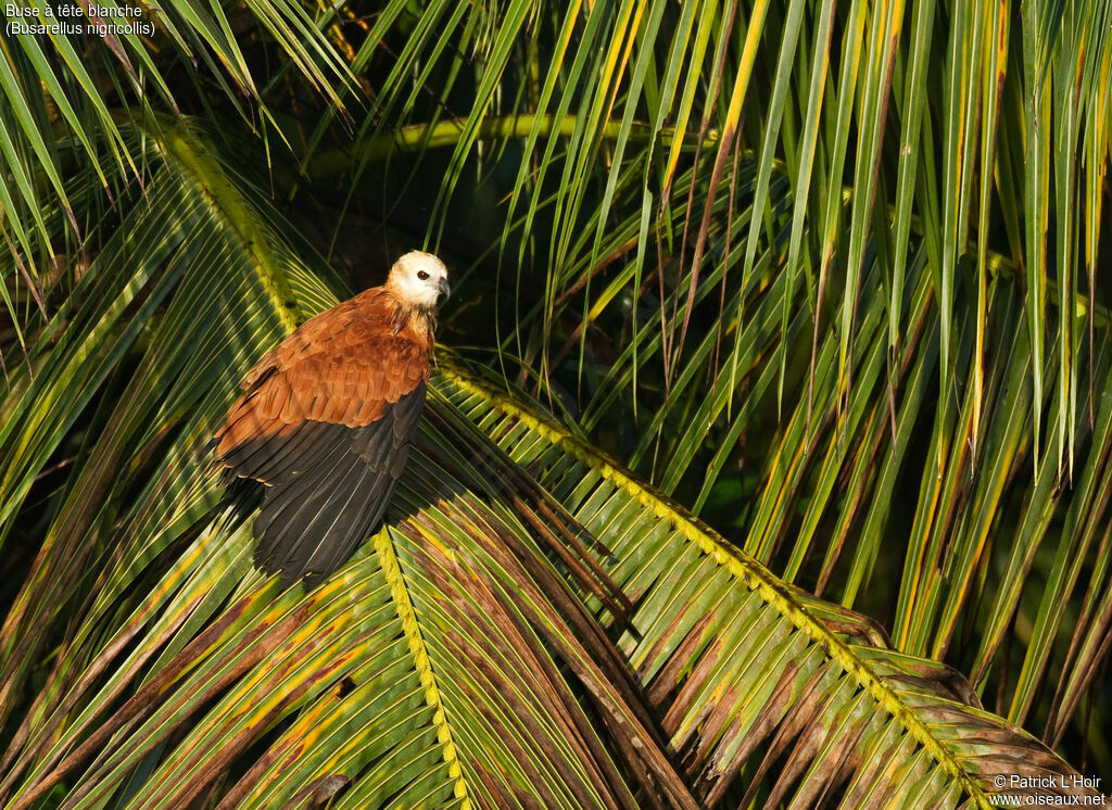 Black-collared Hawkadult