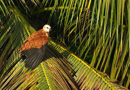 Black-collared Hawk