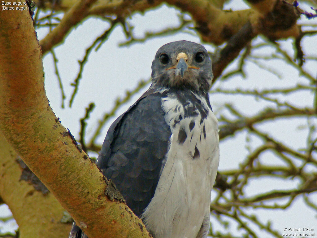 Augur Buzzard