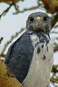 Augur Buzzard