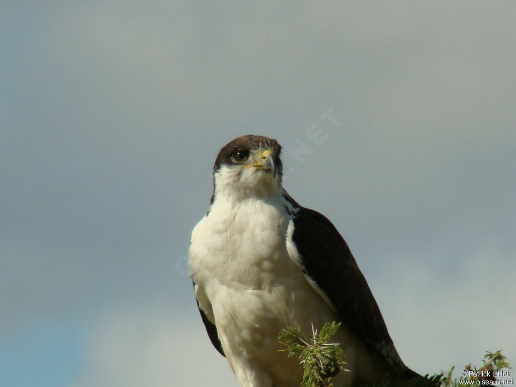 Augur Buzzard