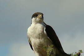 Augur Buzzard