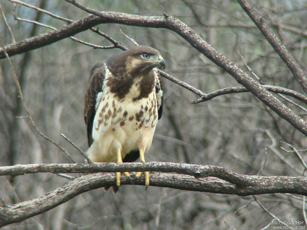 Augur Buzzard