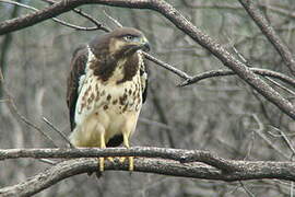 Augur Buzzard