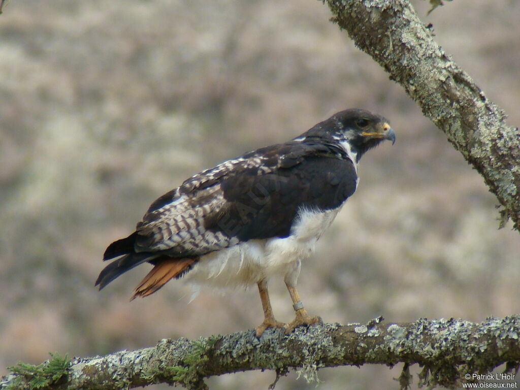 Augur Buzzard