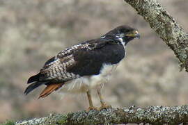 Augur Buzzard