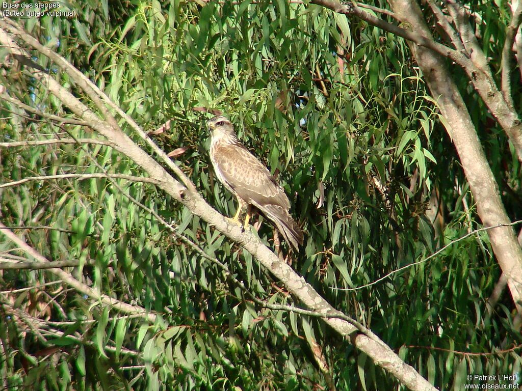 Common Buzzard (vulpinus)