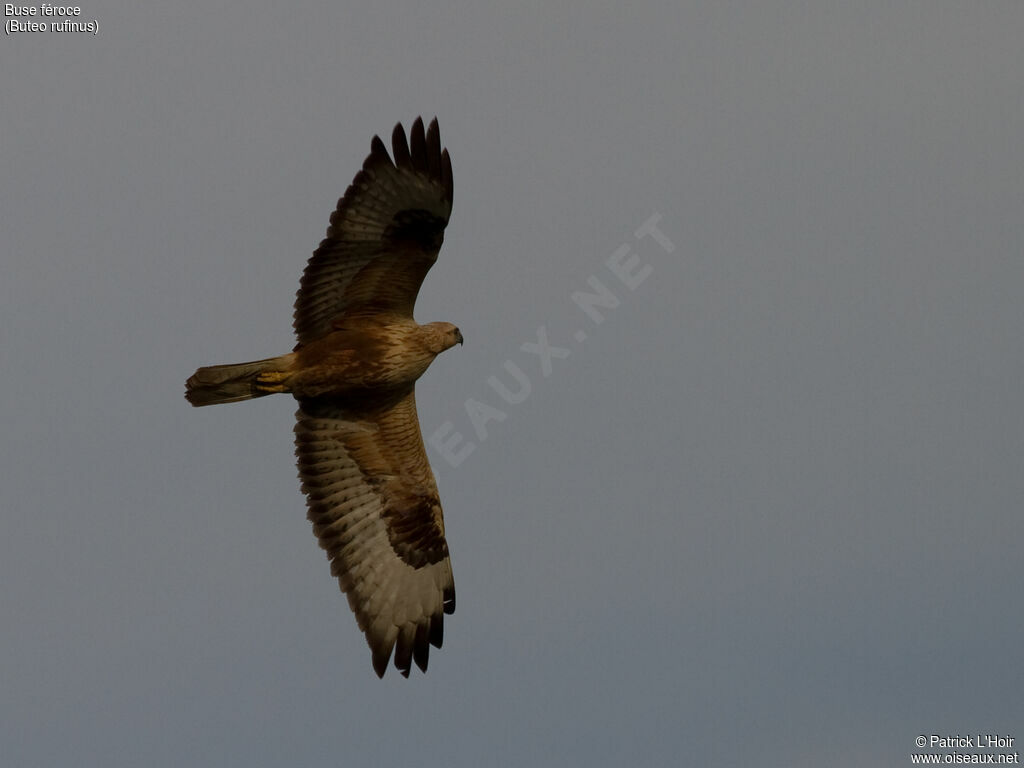 Long-legged Buzzard