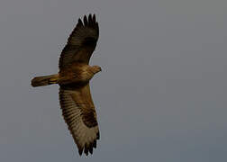 Long-legged Buzzard