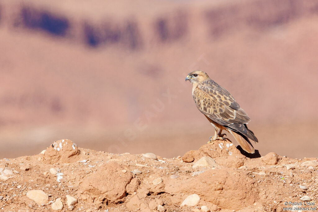 Long-legged Buzzard