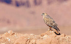 Long-legged Buzzard