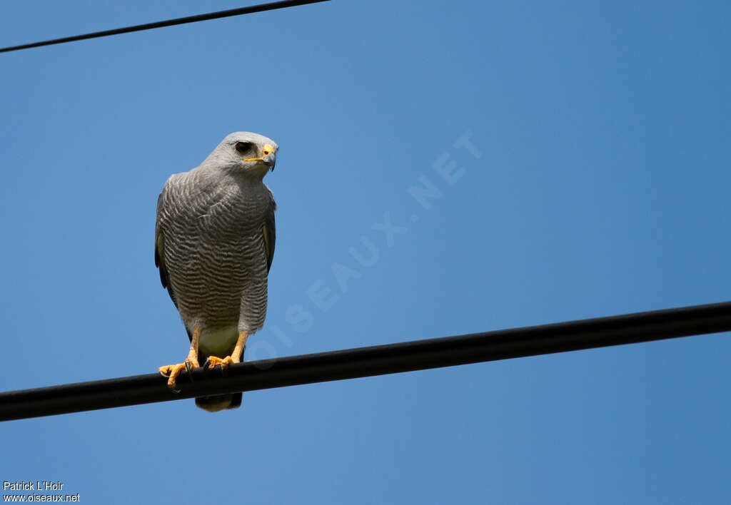 Grey Hawkadult, identification