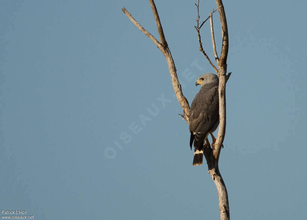 Buse griseadulte, identification