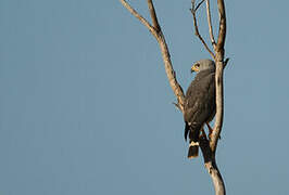 Grey Hawk