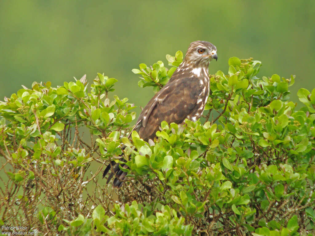 Buse montagnardeimmature, identification