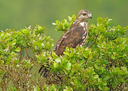 Mountain Buzzard