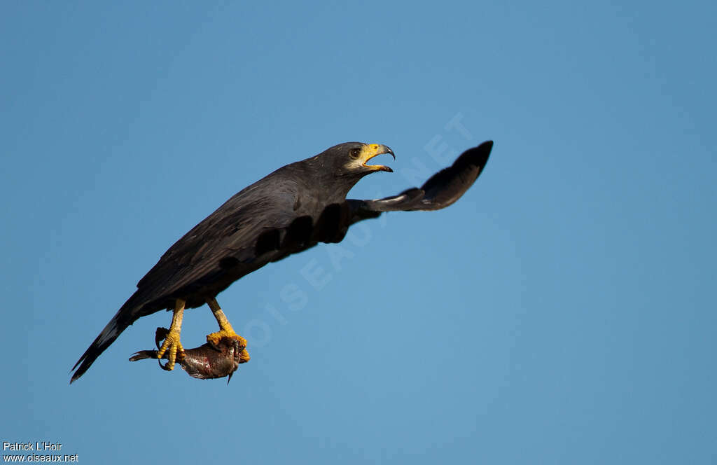 Common Black Hawkadult, Flight, feeding habits